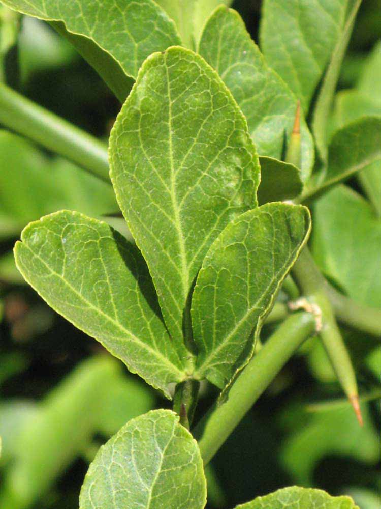                Trifoliolate leaf (Swingle,   Riverside, CA)       